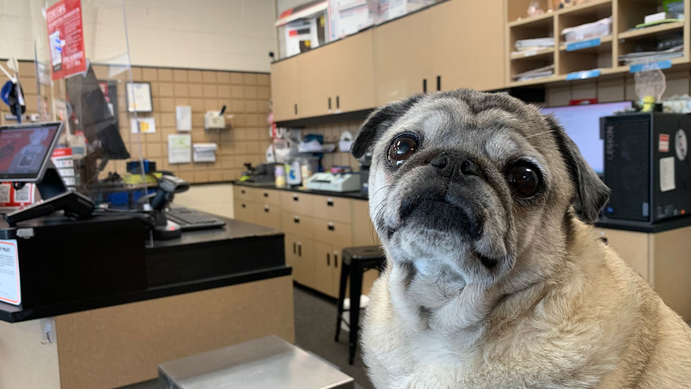 Peanut At The Registers